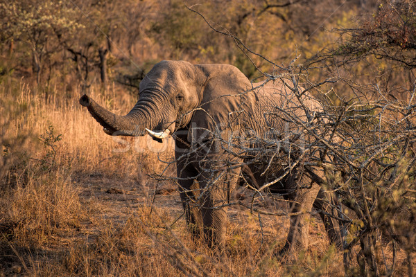 Africa de Sud natură elefant animal safari elegant Imagine de stoc © njaj