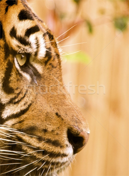 the tiger Stock photo © njaj
