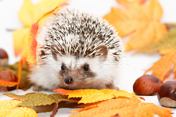 African white- bellied hedgehog Stock photo © Nneirda