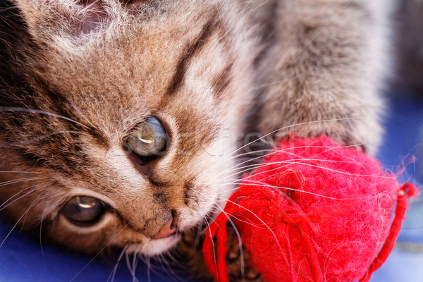 Cute small cat Stock photo © Nneirda