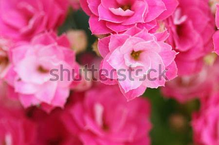 Kalanchoe flower blossoms Stock photo © Nneirda