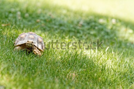 Little turtle Stock photo © Nneirda