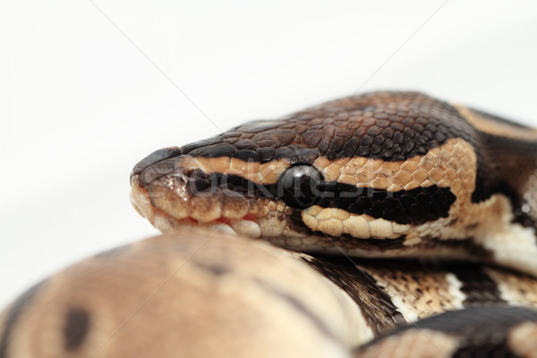 Balle python oeil peau tropicales [[stock_photo]] © Nneirda