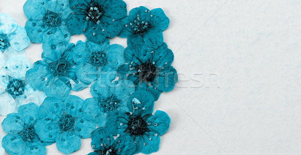 Dekoratif montaj renkli kurutulmuş bahar çiçekleri mavi Stok fotoğraf © Nneirda
