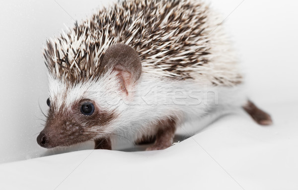 African white- bellied hedgehog Stock photo © Nneirda