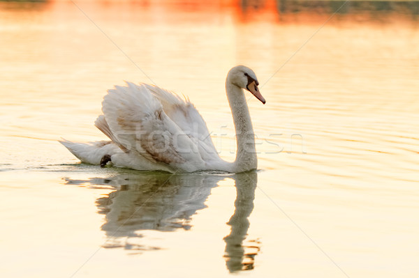 Solitaire cygne belle coucher du soleil lac jaune [[stock_photo]] © Nneirda