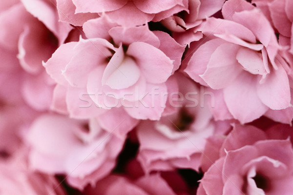 Kalanchoe flower blossoms Stock photo © Nneirda