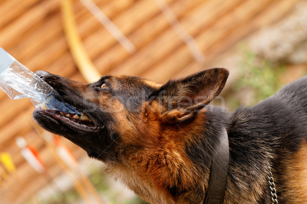 German shepherd dog Stock photo © Nneirda
