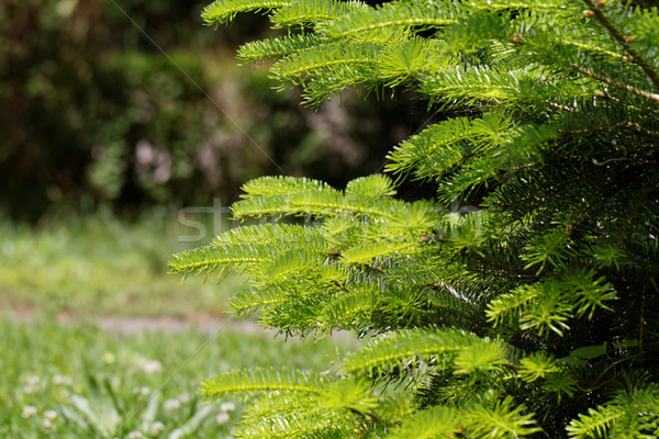 Foto hojas perennes alto árbol naturaleza Foto stock © Nneirda