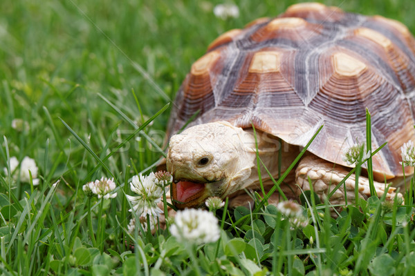 商业照片: 非洲的 · 乌龟 · 可爱 ·龟· 绿草