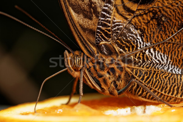 Stock photo: Macro photograph of a butterfly 