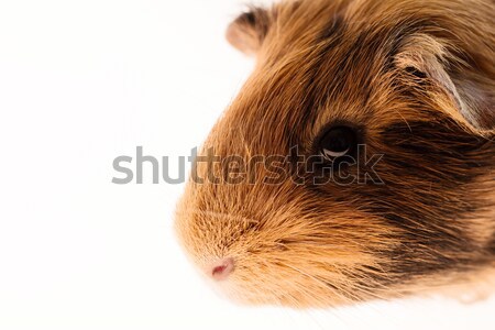 Red guinea pig Stock photo © Nneirda