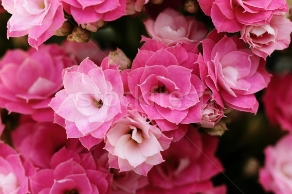 Kalanchoe flower blossoms Stock photo © Nneirda