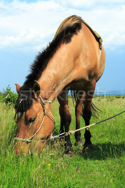 Brown horse Stock photo © Nneirda