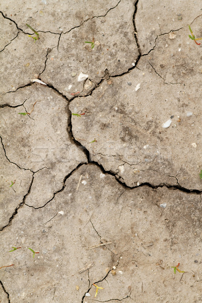 Saline soil Stock photo © Nneirda