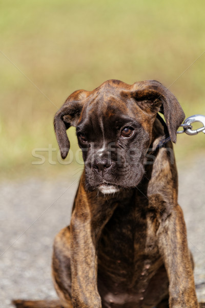 Stock photo: Boxer dog