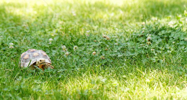 Little turtle Stock photo © Nneirda