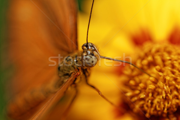 Orange butterfly Stock photo © Nneirda