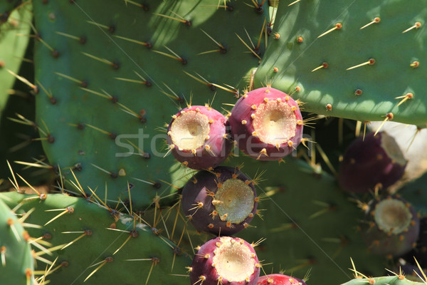 Foto stock: Cacto · fruto · foto · grande · folha