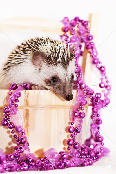 A cute little hedgehog - ( African white- bellied hedgehog ) Stock photo © Nneirda