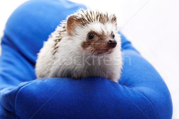 Cute hedgehog Stock photo © Nneirda