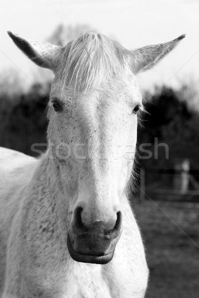 white horse Stock photo © Nneirda