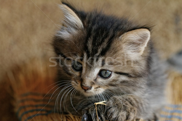 Tabby kitten Stock photo © Nneirda