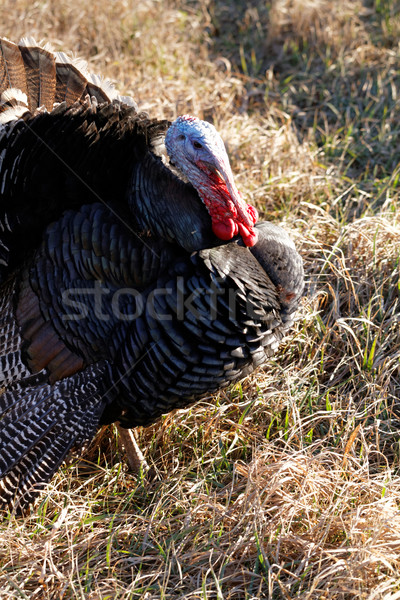 Turkey in nature Stock photo © Nneirda