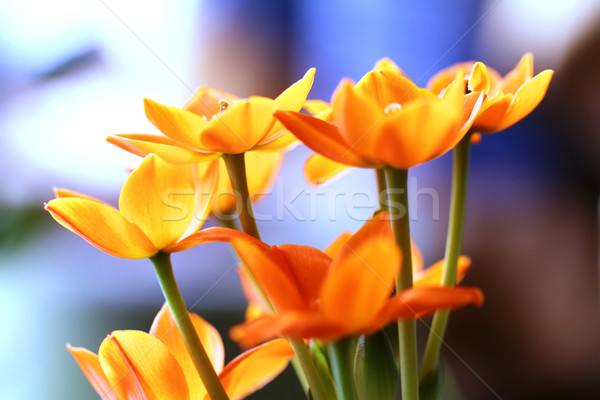 Oranje bloem mooie foto achtergrond Blauw Stockfoto © Nneirda