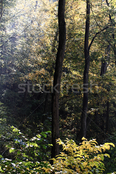 Autumn park Stock photo © Nneirda