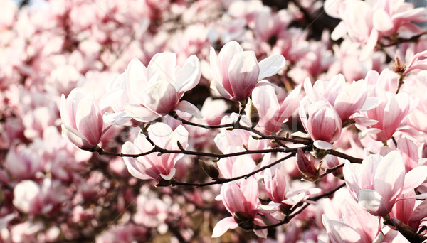 Magnolie copac primăvară flori natură vară Imagine de stoc © Nneirda