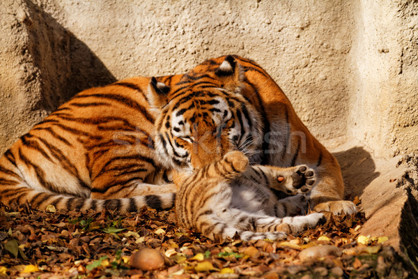 Tijger mamma dierentuin welp zonnige foto Stockfoto © Nneirda