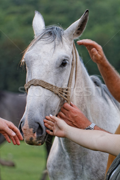 Foto stock: Caballo · blanco · verano · hierba · naturaleza · verde