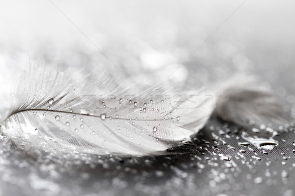 Witte veer waterdruppels grijs water vogel Stockfoto © Nneirda