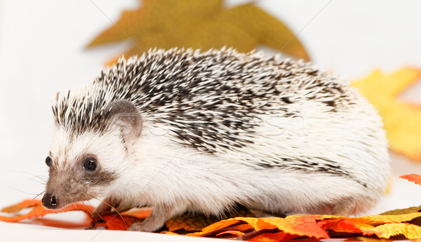 African white- bellied hedgehog Stock photo © Nneirda