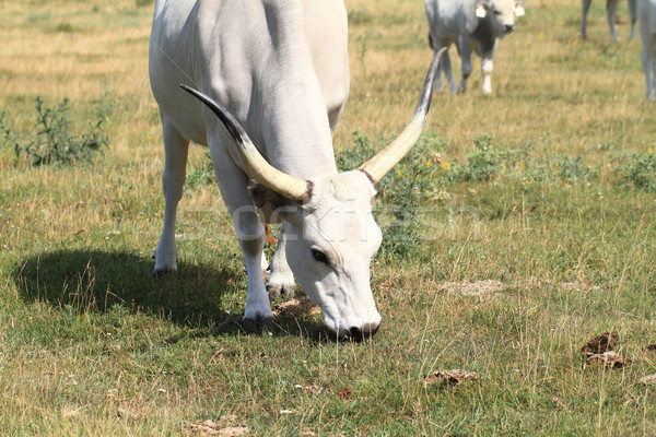 Gris ganado húngaro toro hierba ojo Foto stock © Nneirda