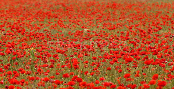 Red poppies Stock photo © Nneirda