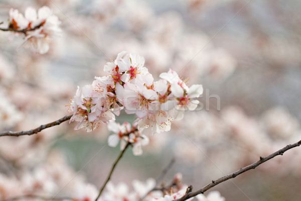 Tree flowering Stock photo © Nneirda