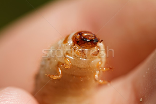 Chafer grubs Stock photo © Nneirda