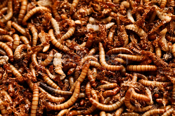 mealworms Stock photo © Nneirda