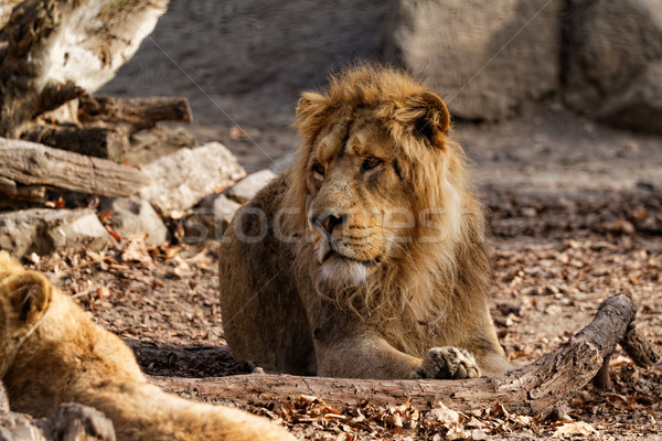 Lion king Stock photo © Nneirda
