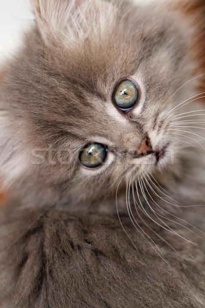 Belo cinza gatinho verde para cima Foto stock © Nneirda
