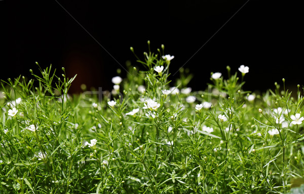 Stock fotó: édes · fotó · különleges · illatos · virág · virágok