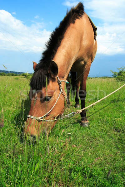 Brown horse Stock photo © Nneirda