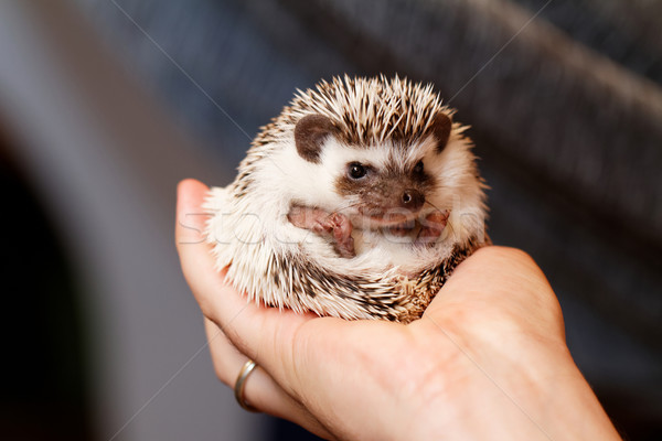 African white- bellied hedgehog Stock photo © Nneirda