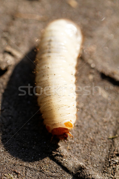 Chafer grubs Stock photo © Nneirda