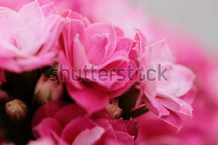 Kalanchoe flower blossoms Stock photo © Nneirda