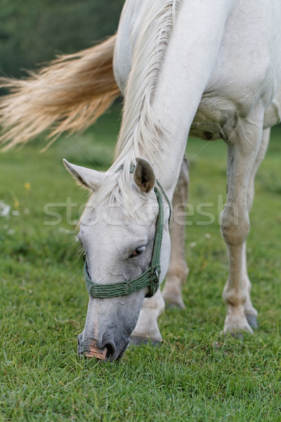 White horse Stock photo © Nneirda