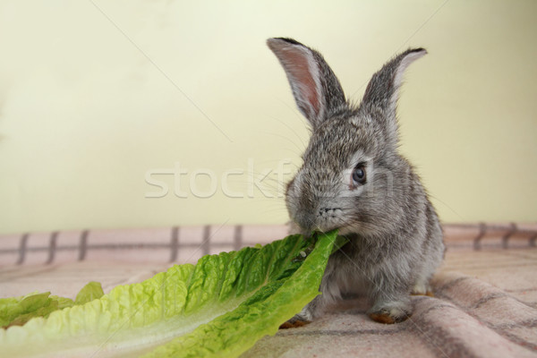 Gray rabbit Stock photo © Nneirda