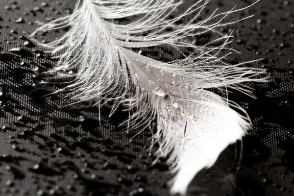 Biały Pióro kroplami wody szary wody ptaków Zdjęcia stock © Nneirda